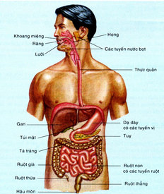 Tổng quan về xây dựng tỷ lệ tổn thương cơ thể