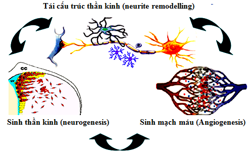 Quan điểm mới: Hoạt tính tự vệ nội sinh, Tính mềm dẻo, Sự tái tạo thần kinh và Lý luận trị liệu trong bệnh lý thần kinh