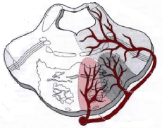 Đánh giá nồng độ kháng thể kháng thụ cảm thể Acetylcholine ở bệnh nhân nhược cơ