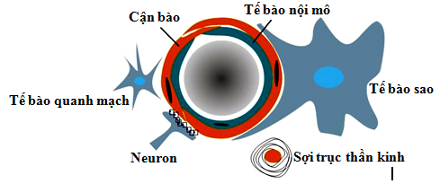 Quan điểm mới: Hoạt tính tự vệ nội sinh, Tính mềm dẻo, Sự tái tạo thần kinh và lý luận trị liệu trong bệnh lý thần kinh