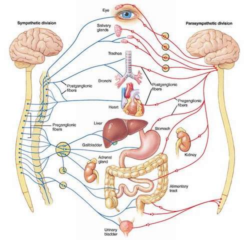 Rối loạn chức năng hệ thực vật trong lâm sàng