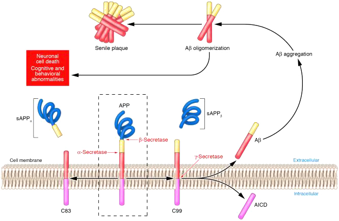 Hóa sinh của  bệnh Alzheimer Biochemistry of Alzheimer’s disease