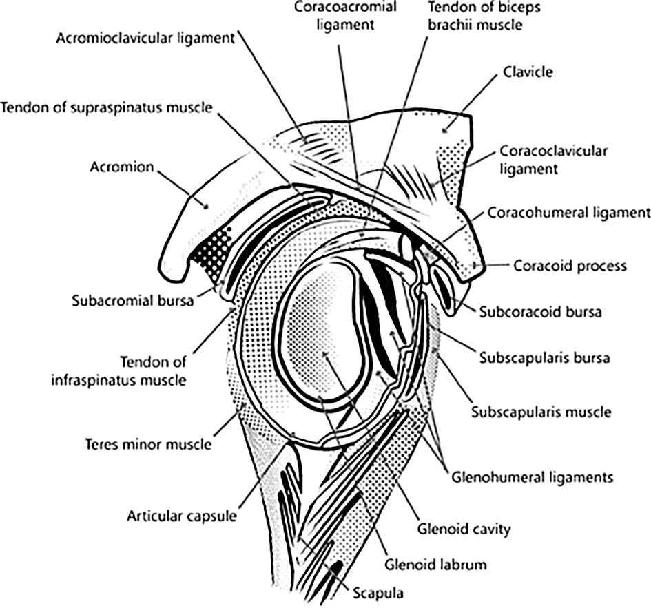 Đau sau đột quỵ (Post Stroke Pain)